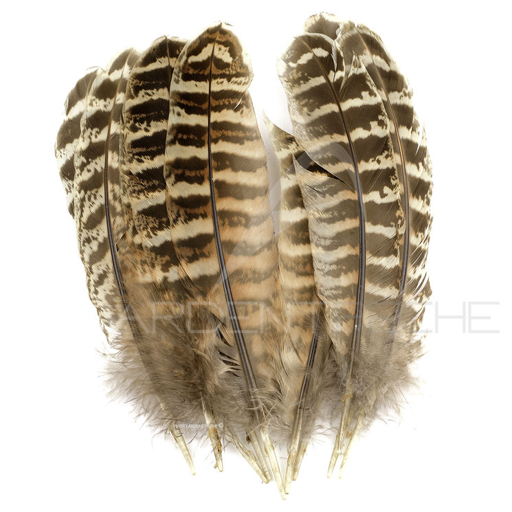 Faisane plumes d’ailes