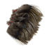 Plumes Pardo Florian Stephan grade 1 Oscuro