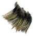 Plumes Pardo Florian Stephan grade 2 Oscuro