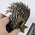 Cou de poule American Hackle grizzly