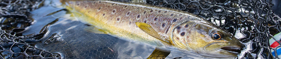 Cannes Tenkara 